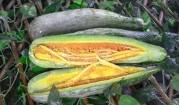 全网都在吃陇南网红的瓜,陇南网红瓜，揭秘背后的故事与真相